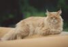 Maine Coon Cat