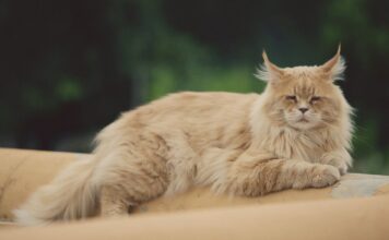 Maine Coon Cat