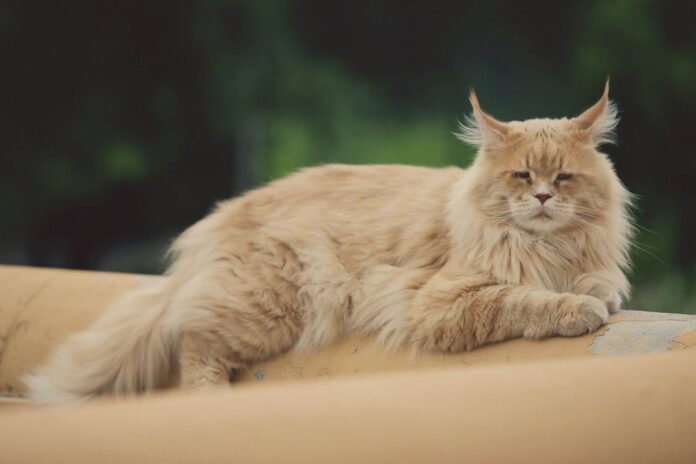 Maine Coon Cat