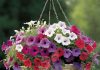 Artificial Hanging Baskets