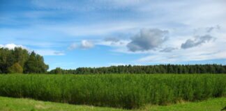 Biomass Energy