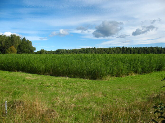 Biomass Energy